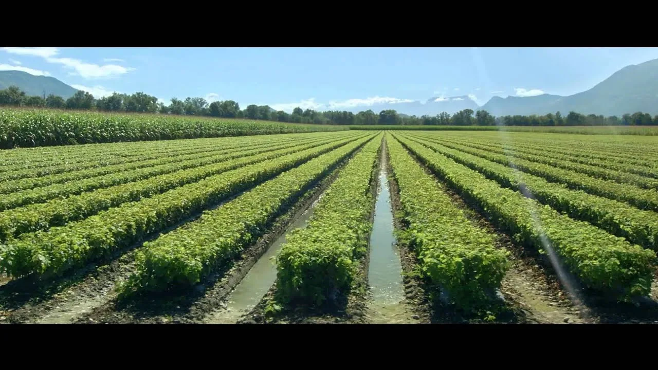 vin rouge de savoie : guide de dégustation complet